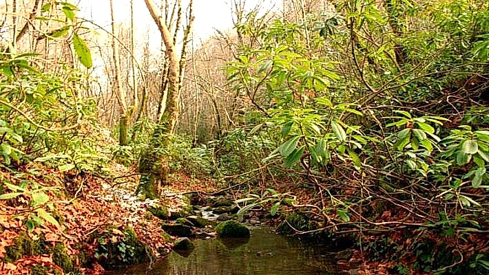 Alihocalar - Karagöllü